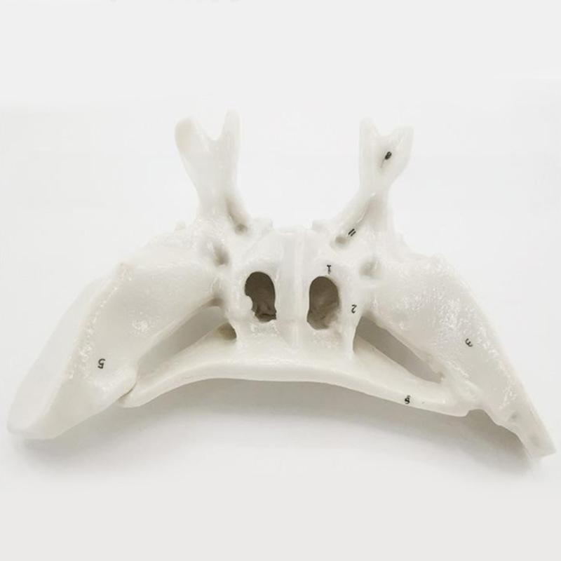 Human Skeleton Anatomical Model Temporal Bone Model Teaching Aid Human Ethmoid Bone Model for Science Class