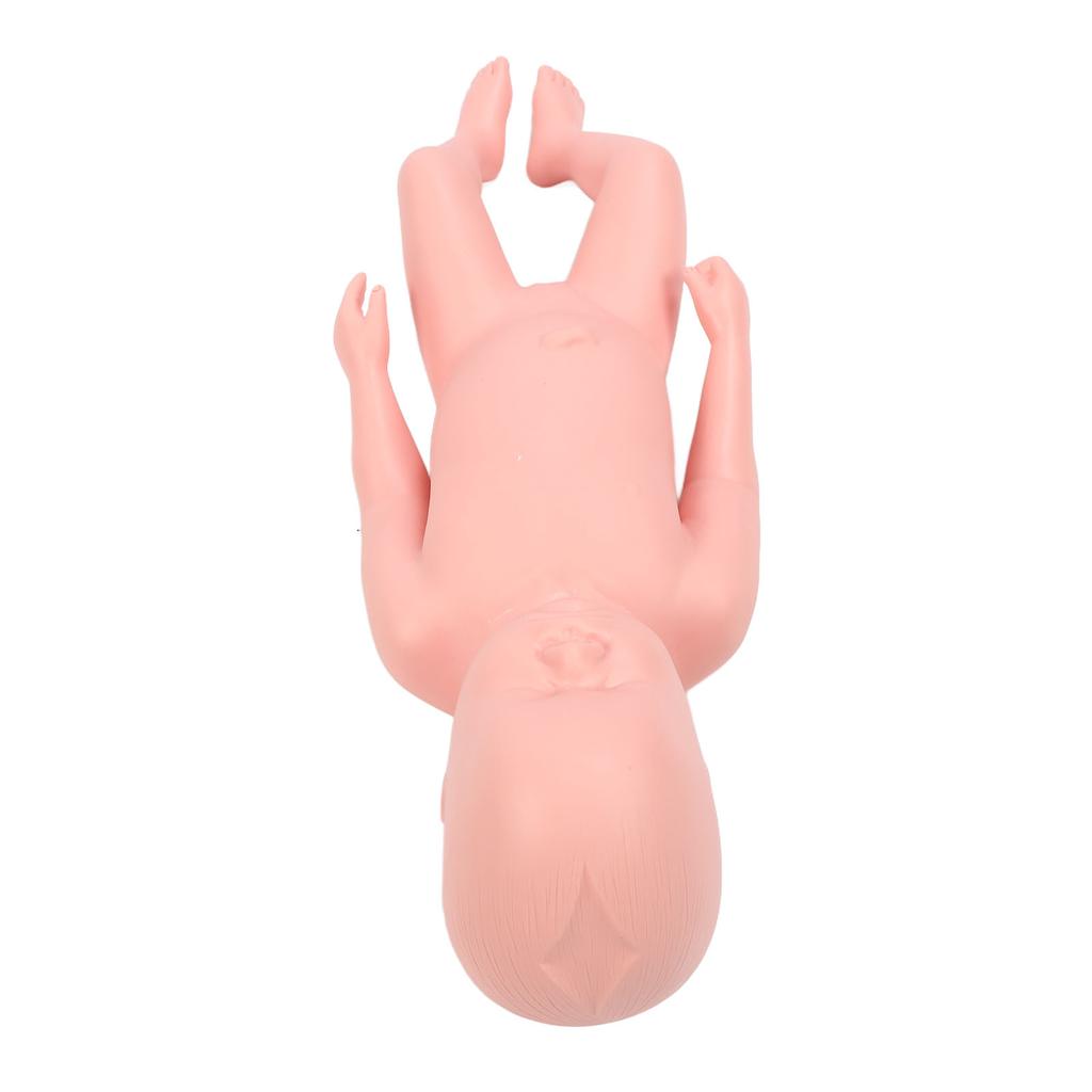Newborn Model Plastic Educational High Simulation Full Term Baby Simulator Model For Teaching