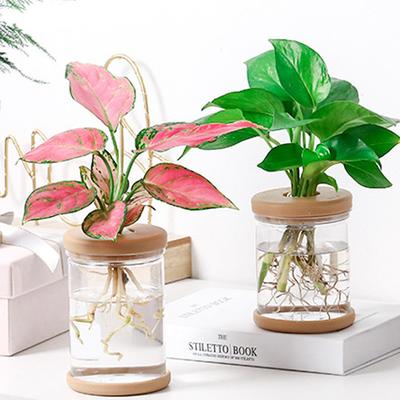 Hidroponik Çiçek Saksısı Mini Şeffaf Taklit Cam Topraksız Bitki Saksıları Yeşil Bitki Çiçek Vazo Masaüstü Bonsai Ev Dekoru
