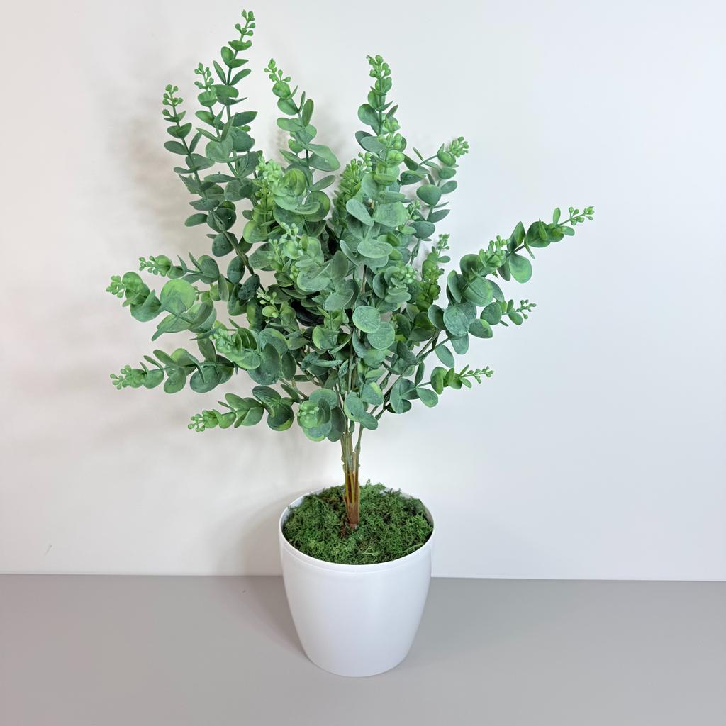 Kwiatek doniczkowy - eukaliptus 58 cm