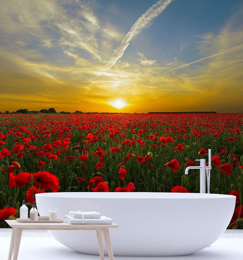 Wallpaper Poppies Meadow Nature