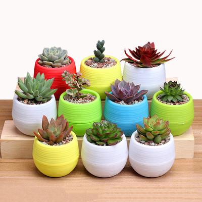 Blumentöpfe Mini Blumentopf Garten Kunststoff Für Sukkulente Pflanzen Schreibtisch Anzuchttöpfe Blumentöpfe Heimdeko Mini Blumentöpfe