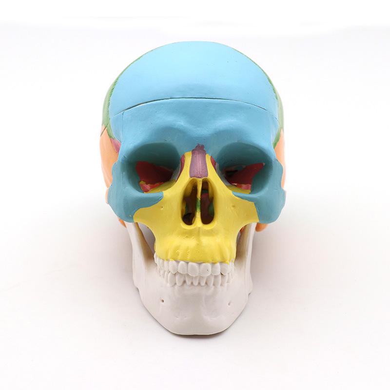 Medical 15-Part Detachable 1:2 Human Color Skull Model for Teaching