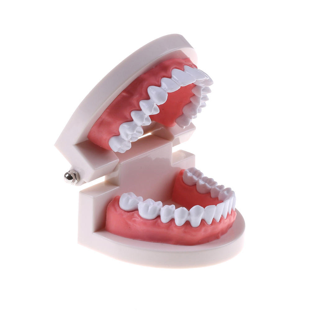 Modèle de dent dentaire de médecine, modèle de dents d'enseignement de la petite enfance pour enfant