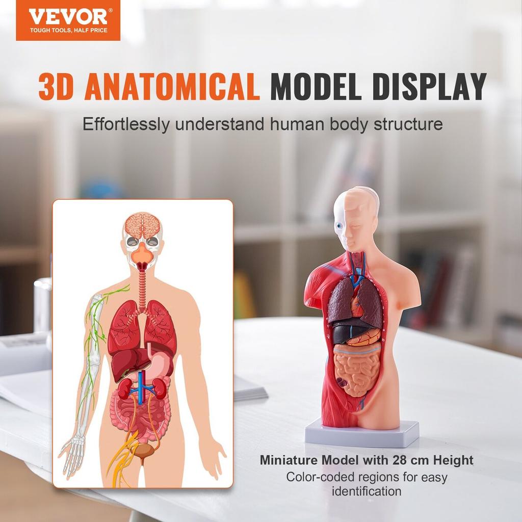 Human Body Model, 15 Parts 11 inch, Human Torso Anatomy Model Anatomical Skeleton Model with Removable Organs, Educational Teaching Tool for Students