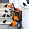 8Pcs/Pack Realistic Black Feathered Crow Artificial Crows Realistic Feathered Crow for Halloween Decoration