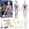 UKYCEORA Full Body Blood Vessel Model, Human Anatomy Model, Educational Skeleton Model, 32cm, Detachable Parts, Full Body Transparent, Educational Toy