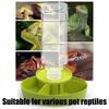 Multi Tiered Automatic Reptiles Water Dispenser Multifunctional Design Transparent Tanks Quiet Pump for Small Turtles