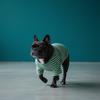 Buhi & Bear T-Shirt [Owner]