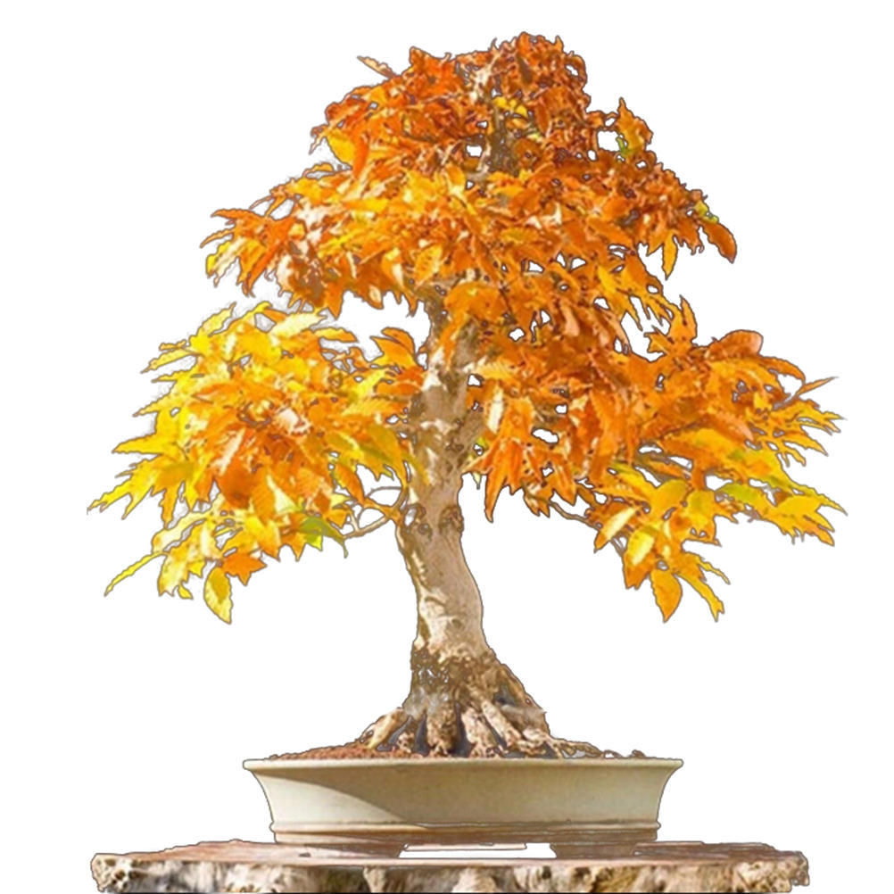 20 Stck Japanischer Ahornbaum Bonsai Samen Acer Palmatum Atropurpureum  Pflanze gnstig kaufen  Preis, kostenloser Versand, echte Bewertungen mit  Fotos  Joom