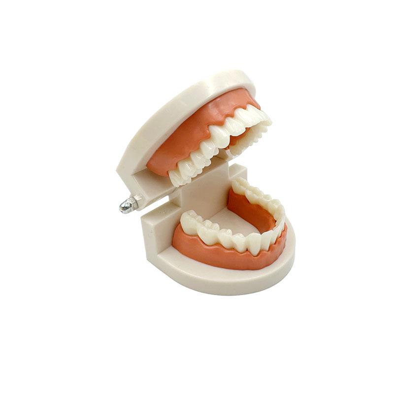 Modelo Dental No Extraíble con 28 Dientes