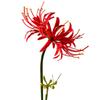 Silk Material Artificial Higanbana Flower 60cm Length Handmade Craft Plastic Silk Flower Plastic Fake Flower Home Decoration