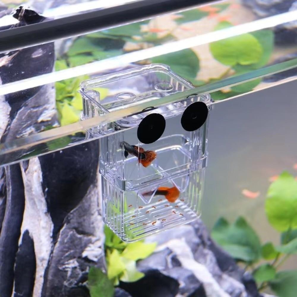 Transparent Fish Breeding Box Isolation Fish Isolation Box Aquarium Breeder Box  Aquarium Supplies