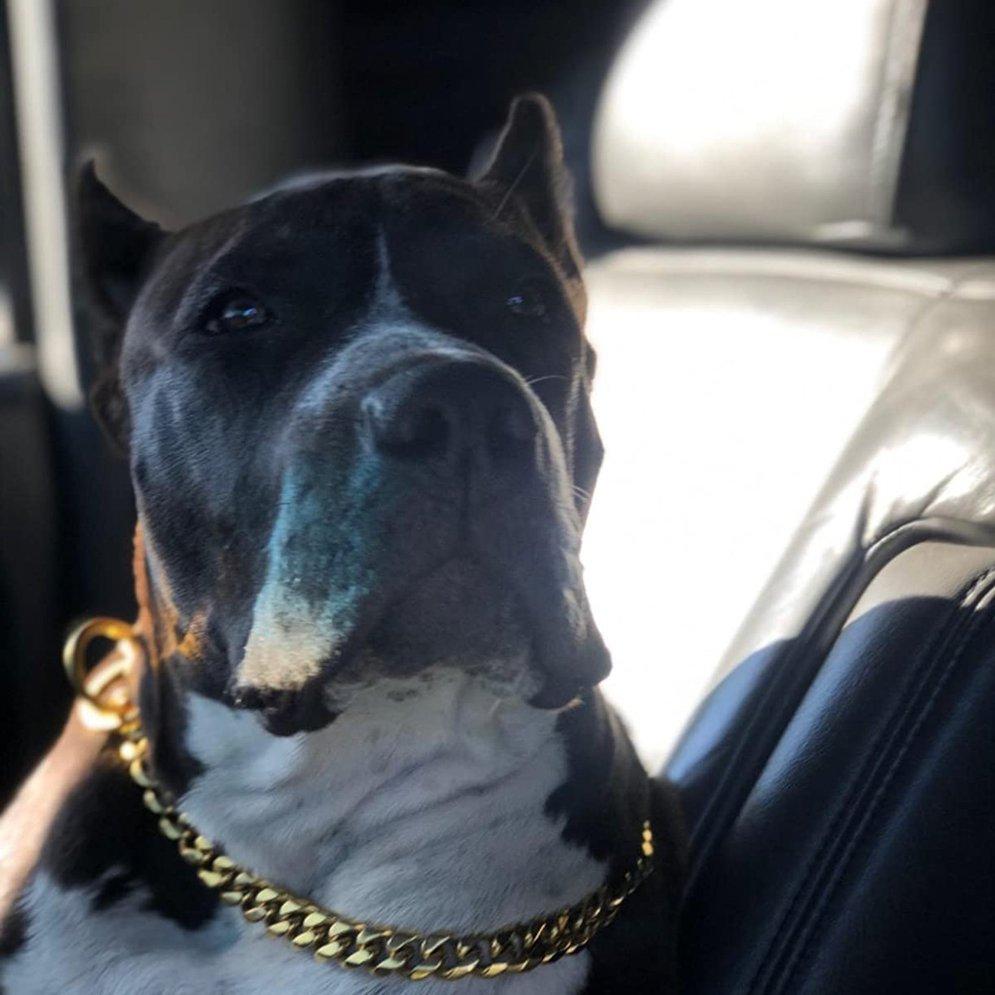 chunky chains dog collar