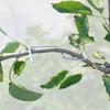 Plants Stem Trainer Branch Limb Spreader Farm Tools Steel Wire Orchard Yard Trees Branches Fixator Farm Fruits Branch Spreader