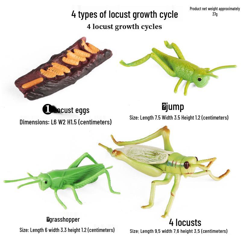 Children's Cognitive Toys: Frog Tadpole Growth Cycle Models