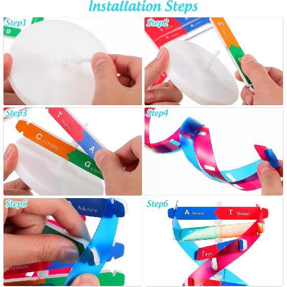 NUOBESTY Double Helix DNA Model Kit DNA Structure Models Human Genes Learning Kit for Biological Teaching Prop