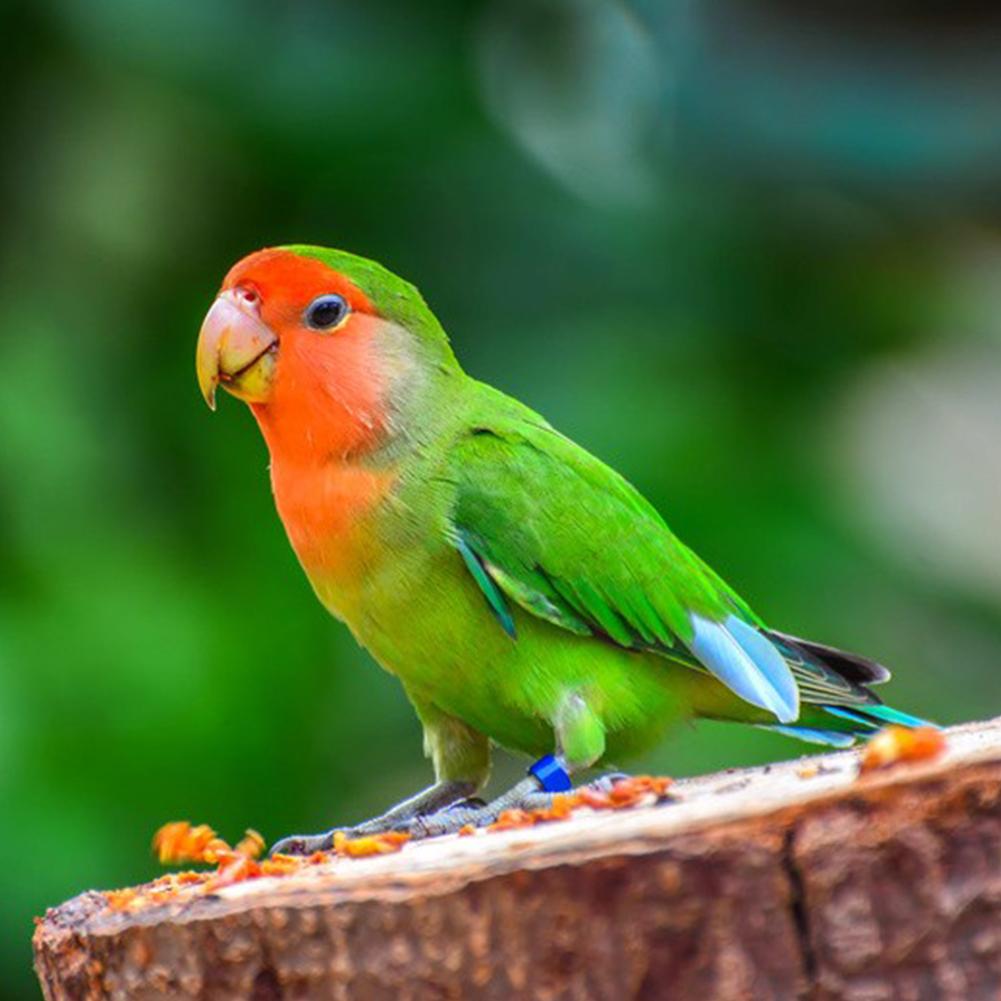 20 Stück 4mm/4.7mm/5mm/6mm Mit nummerierten Aluminium Vogel Tauben Fußring Outdoor Flugtrainingswerkzeug Wettbewerbsidentifikationsetikett