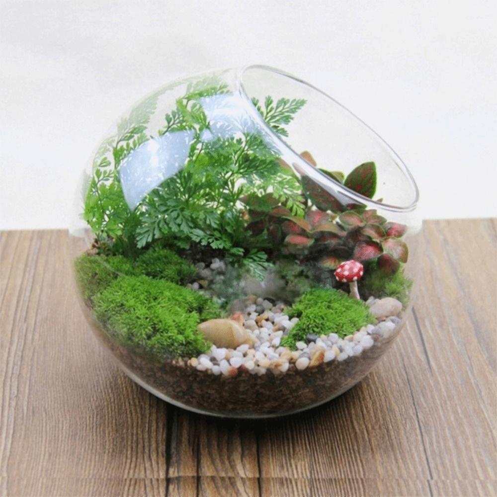Oblique Clear Glass Ball Vase Transparent Plant Terrarium Succulents Plant Container  Home Decor