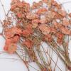 Breath Pressed Flowers DIY Table Card Catalog Ornament 14.5x10.5cm