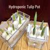 Acrylic Hydroponic Pot with Planting Basket