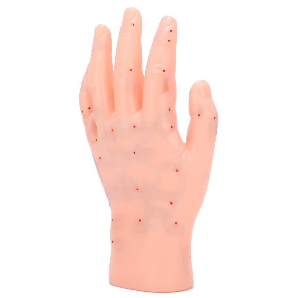 Linke Hand Akupunkturpunkt Modell Hand Akupunkturpunkt Massage Reflexzone Lehrmodell