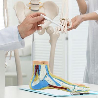 Anatomisches Fußmodell, menschliches Skelett, medizinisch-praktisch, mit digitalen Zeichen für die Forschung