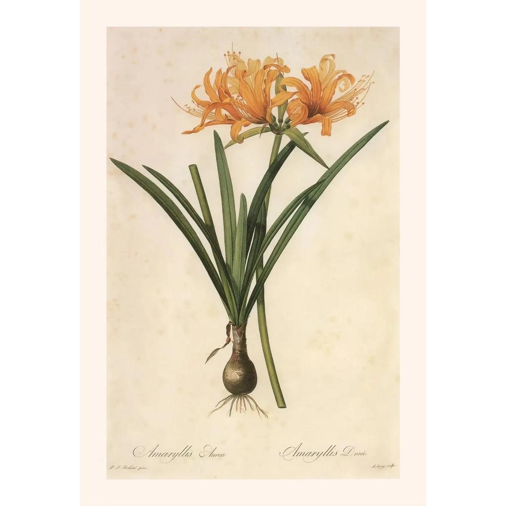 Pósters y Grabados Botánicos Vintage Color Melocotón Lirio de Barbados Crinum Pintura sobre Lienzo Arte de Pared Imagen para Decoración de Habitación Oficina