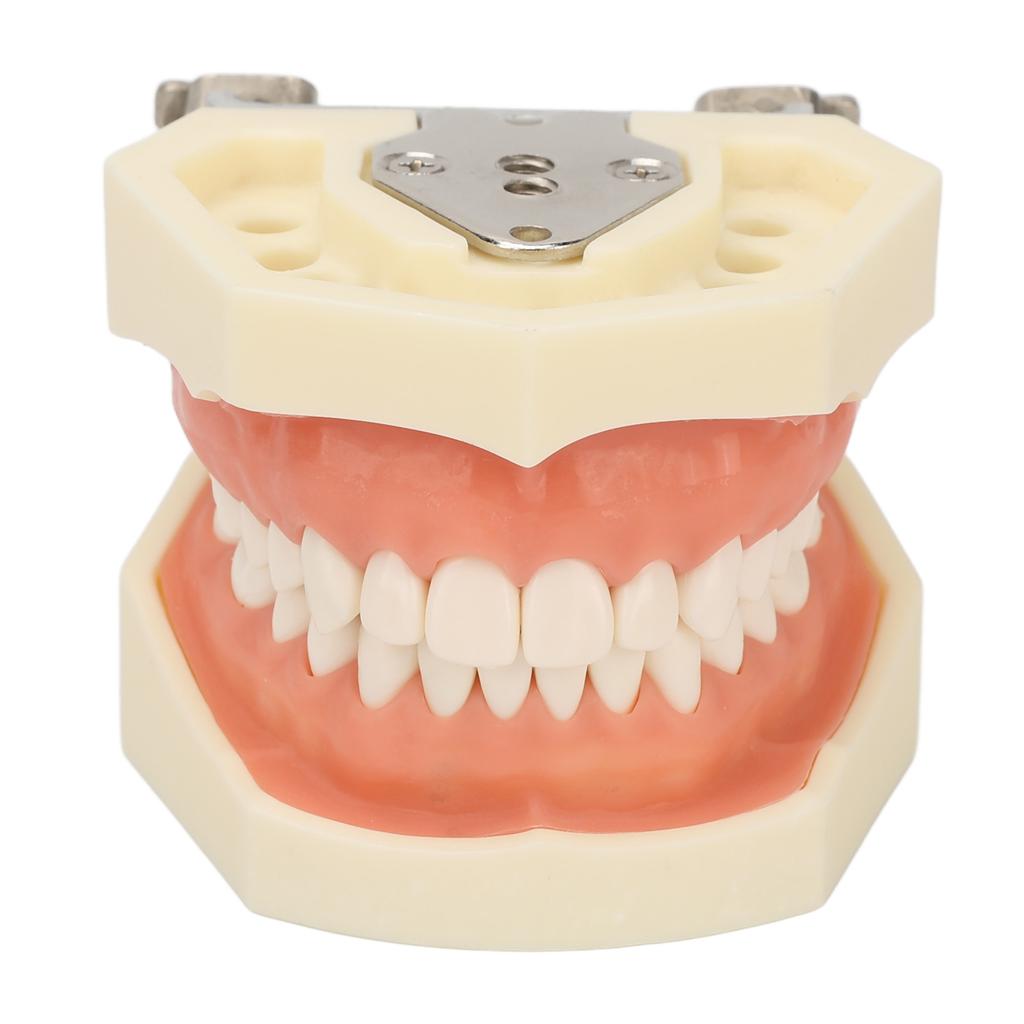 Maxillary Cyst Dental Model 28 Teeth Soft Gum Cyst Teeth Teaching Model for Practicing Incise