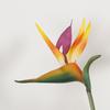 Soft Rubber Bird of Paradise Artificial Flower Single Stem for Home Decoration and Green Plant Arrangements