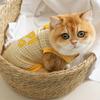 Spring and summer cat thin breathable bipedal into kitten anti-hair loss teddy than bear dog cat clothes pet clothing