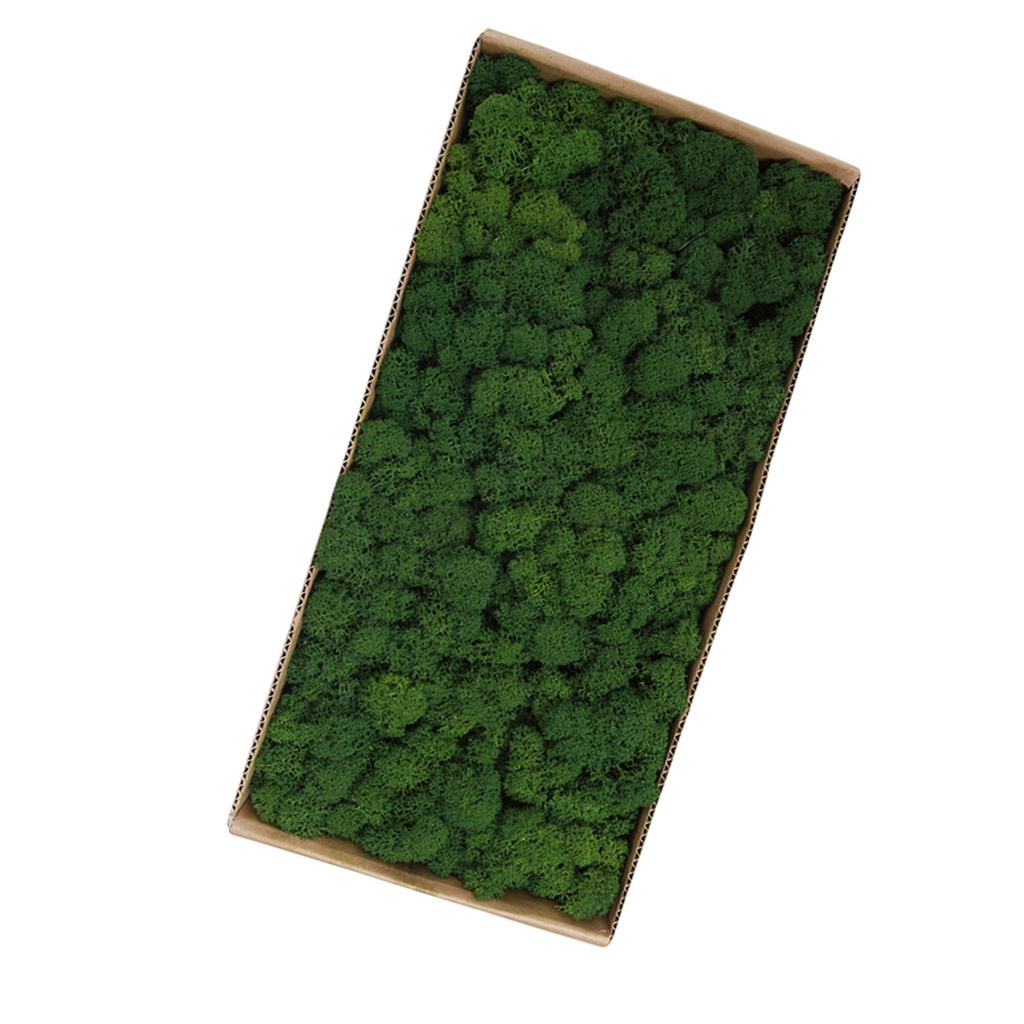 Preserved Moss Gardenning Art Wall Decor Moss Bulk Micro Landscape Decorative Props