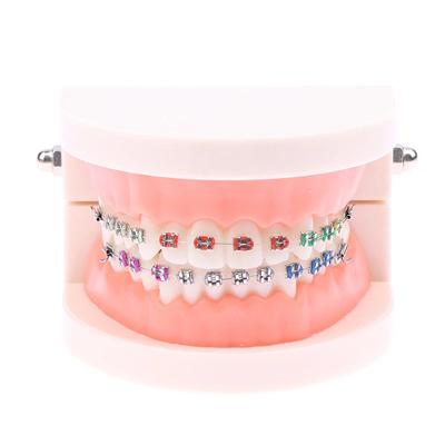 Azdent Dentalmodell Typodont Zähne Kiefer für Zahntechniker Übung Lehre Harz Laborwerkzeuge