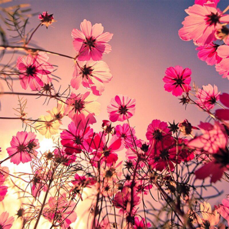 Красивые цветы. Космея поле. Цветочный фреш. The flower is beautiful. Мелкие сиреневые цветочки.