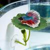 Plastikblätter Kampffisch Ruheblatt Simulierte Lotusblätter Ruhe Versteck Laichplatz Kampffisch Spiel Entspannung Blatt Aquariumdekorationen