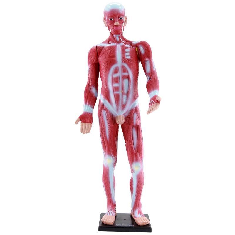 85cm Full-Body Human Muscle Morphology Model for Biomedical Teaching