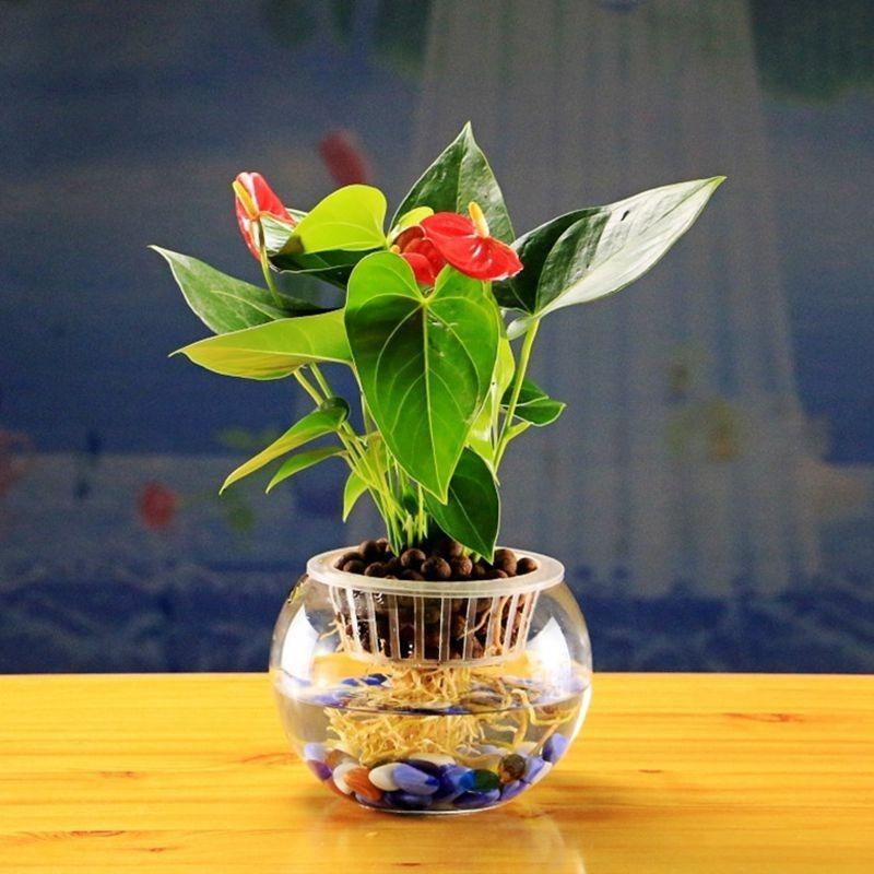 5 ცალი პლასტმასის ბადის ქოთნები ბადე კლონირების კალათა ჰიდროპონიკური აკვარიუმის ჩასმა მცენარეების ზრდის ყვავილების ქოთნის უჯრა ბაღის მასალები