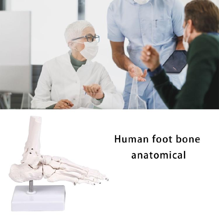 Realistic Human Foot Bone Model Teaching Aids For Enhanced Learning In Anatomy Classes And Clinical Skeletal Detail