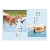 Art Print Japan 2027 Shiba Inu Senryu Calendar Monthly Wall Calendar with Cute Dog Photos and Japanese Poetry