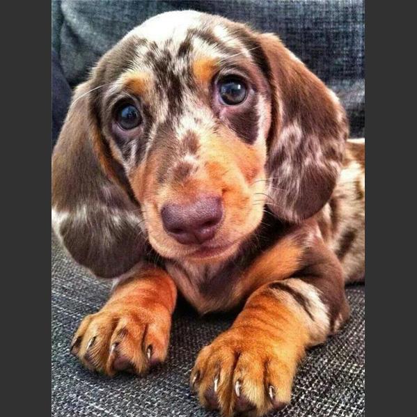 5D DIY Diamond Painting Cute Little Black Dog Diamond Embroidery Cross Stitch Kit Full Rhinestone Mosaic Home Decor