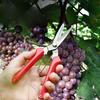 3 Straight Pruning Size Head Shears Stainless Steel Non Slip Handle Garden Scissors For Bonsai Household Use
