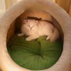 New Autumn and Winter Warm Cat Litter Semi-closed Portable Pet Litter Three-dimensional House Kennel