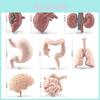 Modello Organi Corpo Umano Montessori Giocattolo Educativo in PVC per Bambini