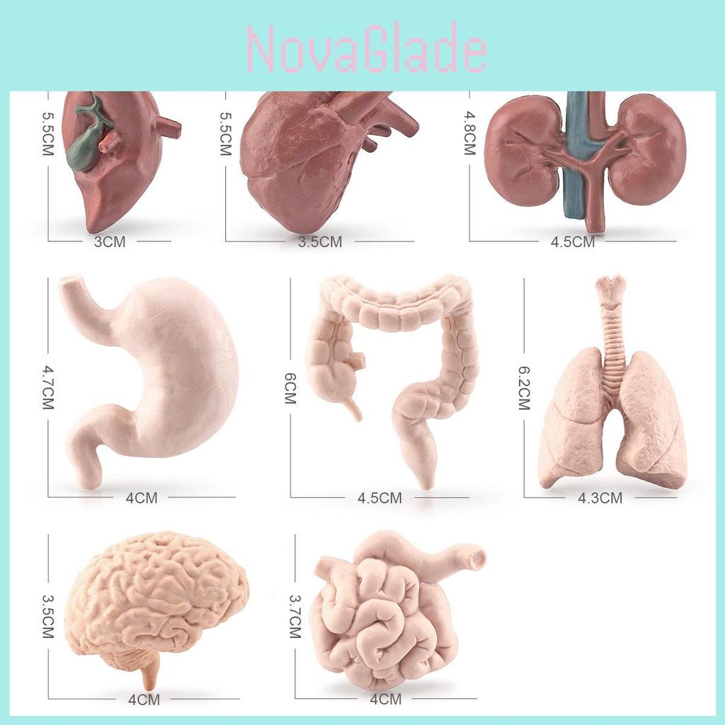 Modello Organi Corpo Umano Montessori Giocattolo Educativo in PVC per Bambini