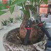 Irishom Pruning Scissors Gardening Scissors Pruning Shears Tree Trimmers Secateurs Hand Pruner Sharp Pruning Shears Labor-saving Fruit Trees Garden