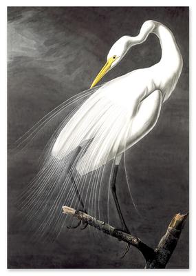 Poster White Bird Alba