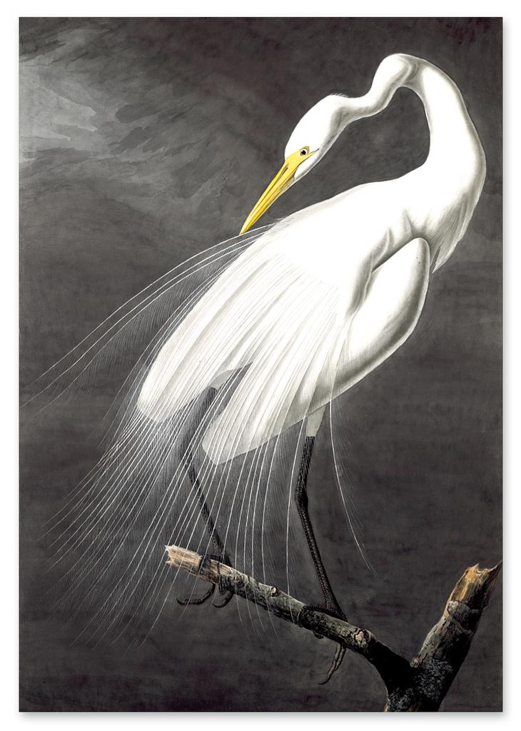 Poster White Bird Alba