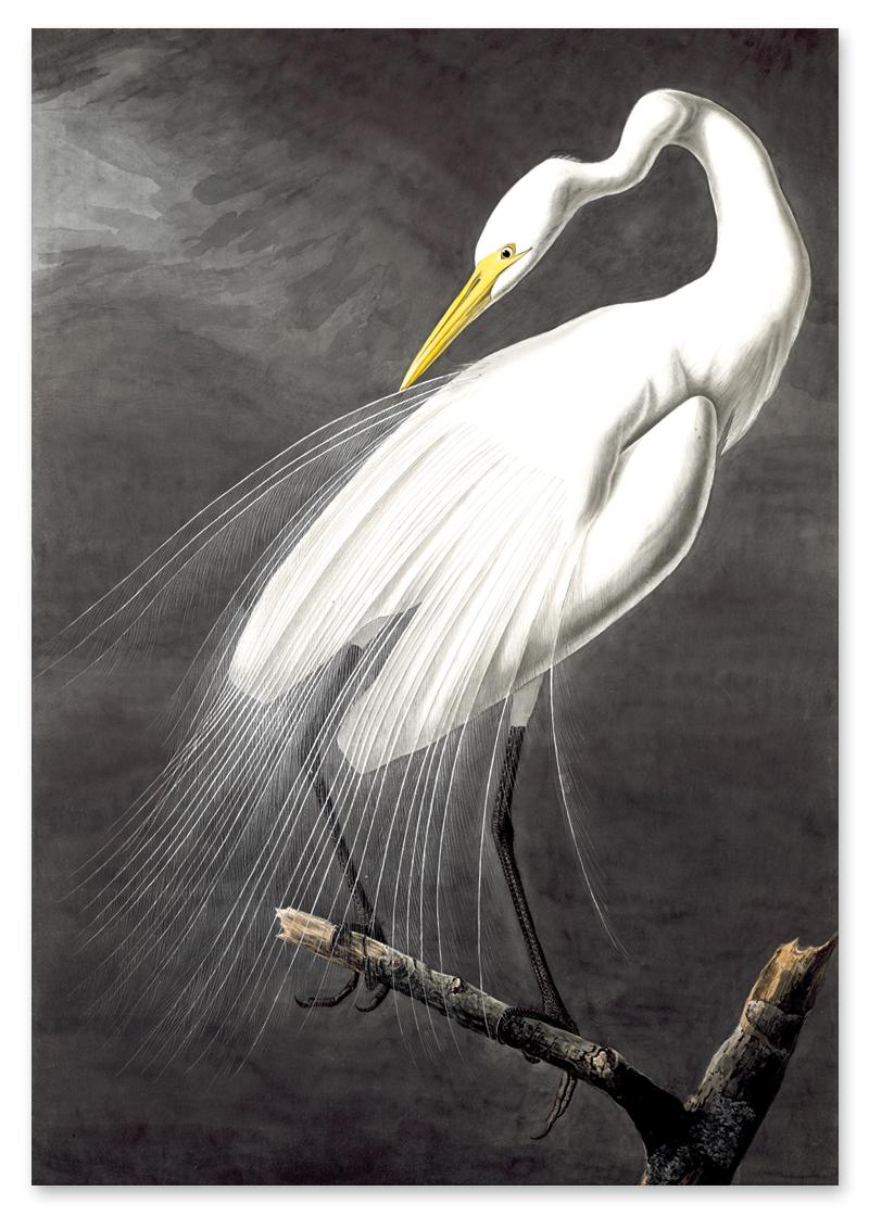 

Plakat biały ptak alba 30x40 cm