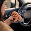Soft Rubber Simulation Dog Realistic Texture Teddy Dog Cute Poodle Squeeze Toy  Home Decor