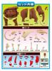 MegaHouse Disassembly Puzzle Science Mammoth Reconstruction Puzzle